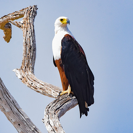 African Fish Eagle