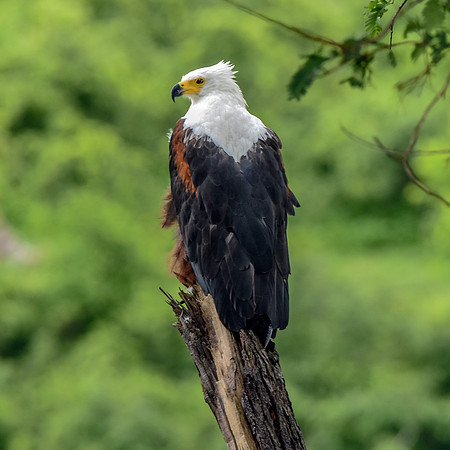African Fish Eagle