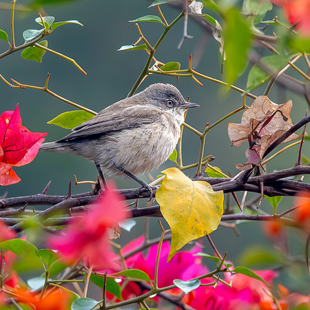 Lesser whitethroat