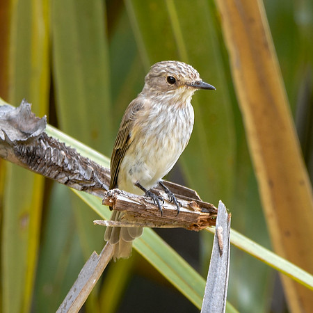 African grey flycatcher