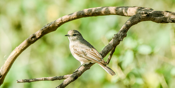 African grey flycatcher