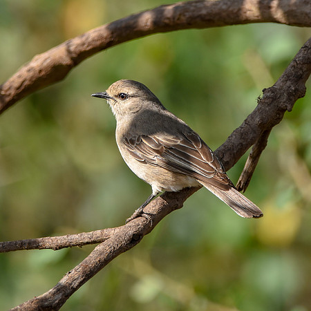 African grey flycatcher