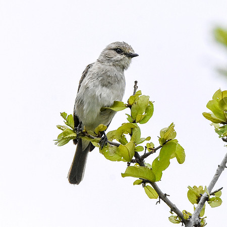 African grey flycatcher