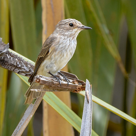 African grey flycatcher
