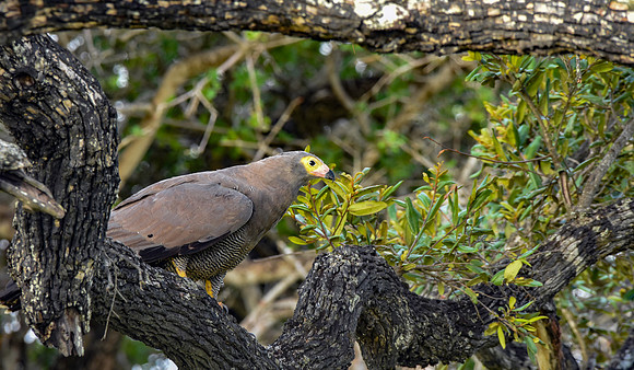 African Harrier Hawk