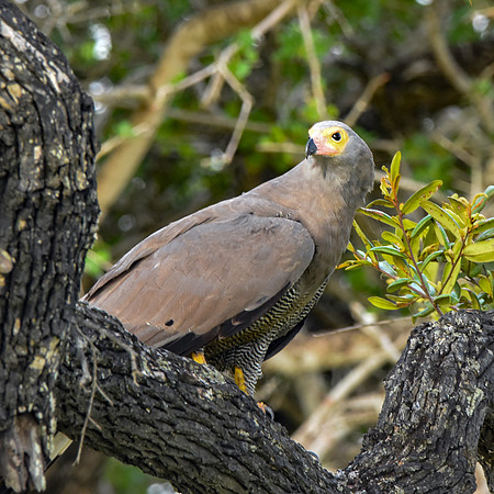 African Harrier Hawk