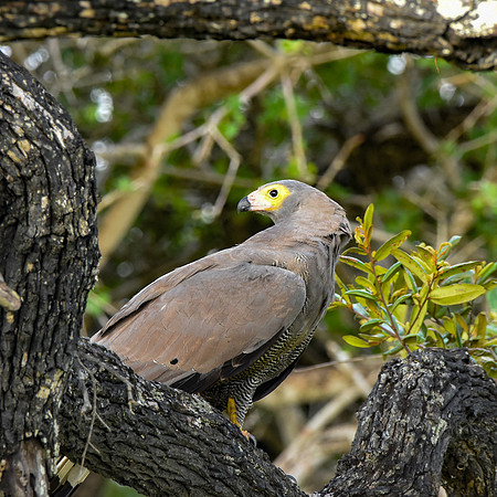 African Harrier Hawk