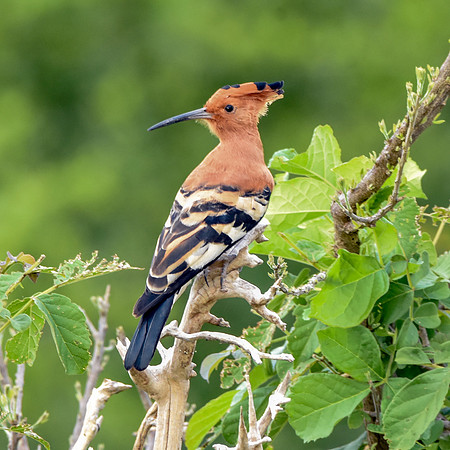 African hoopoe