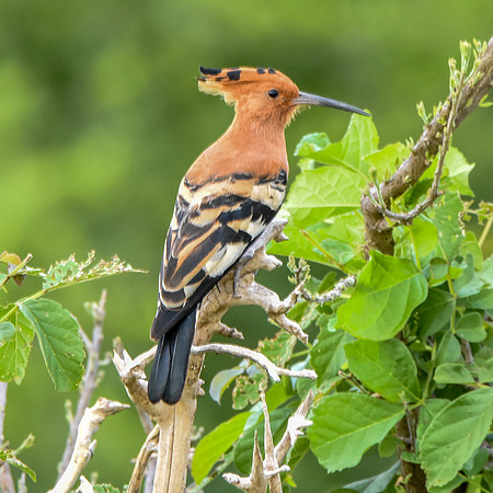 African hoopoe