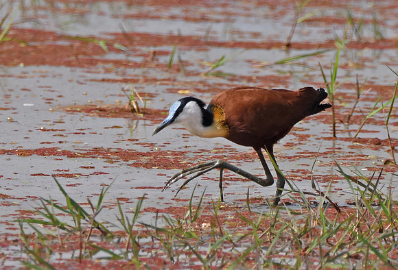 African jacana