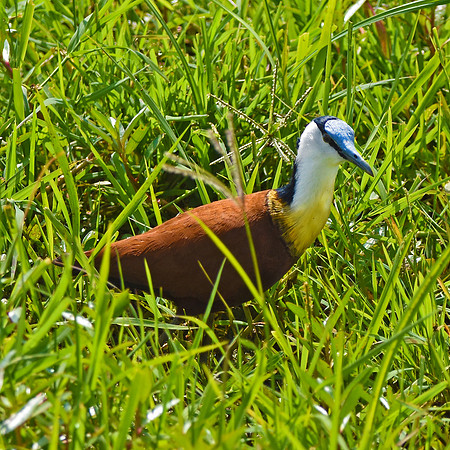 African jacana