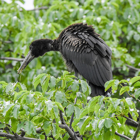African openbill stork