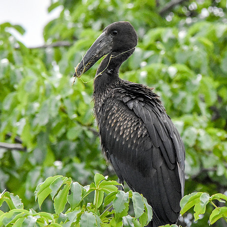 African openbill stork