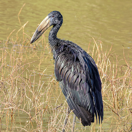 African openbill stork