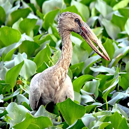 Asian Openbill stork