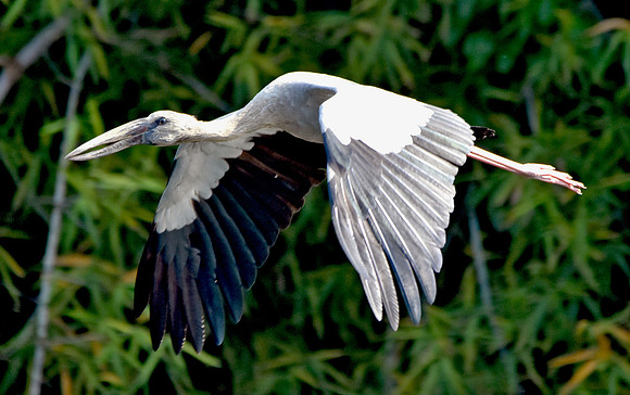 Asian Openbill stork