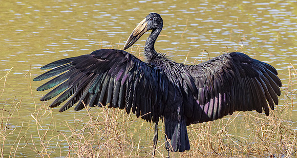 African openbill stork