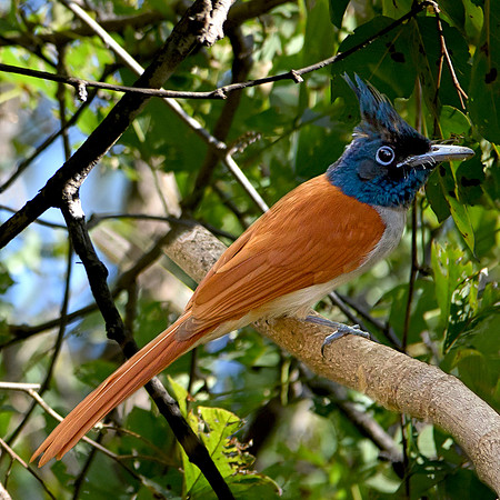 Indian paradise flycatcher
