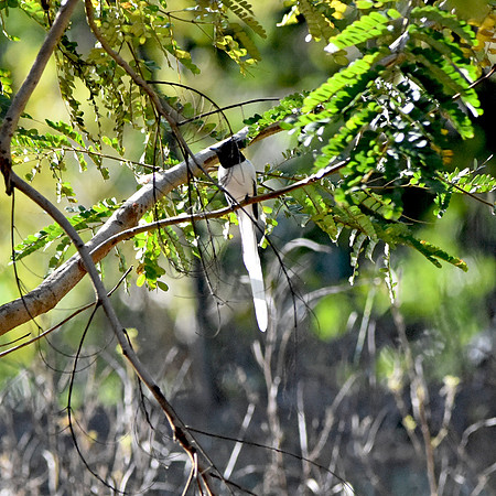 Indian paradise flycatcher