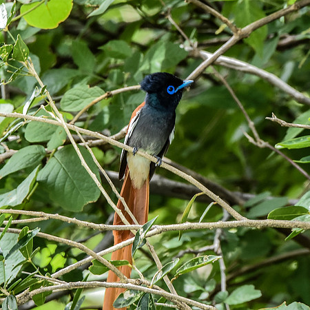 African paradise flycatcher