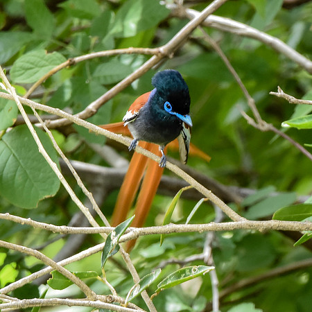 African paradise flycatcher
