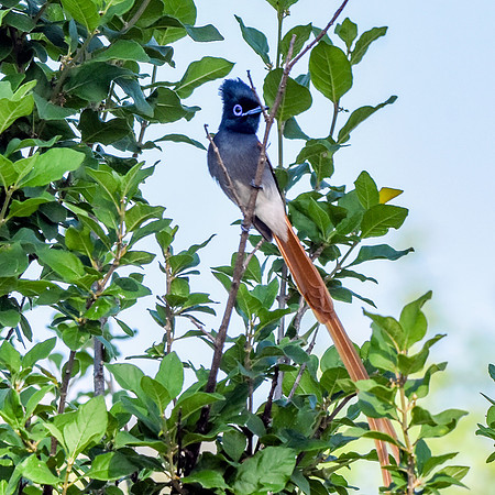 African paradise flycatcher