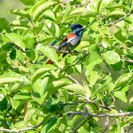 African paradise flycatcher