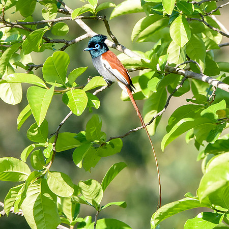 African paradise flycatcher