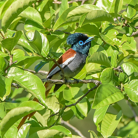 African paradise flycatcher