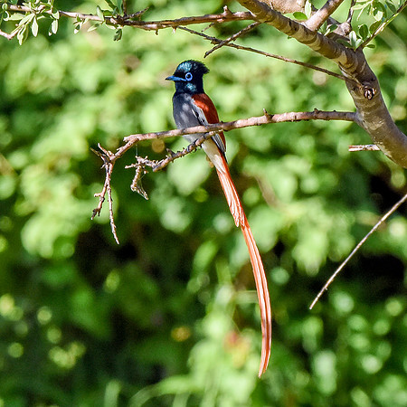African paradise flycatcher