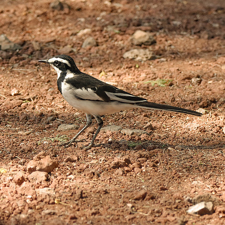 African Pied Wagtail