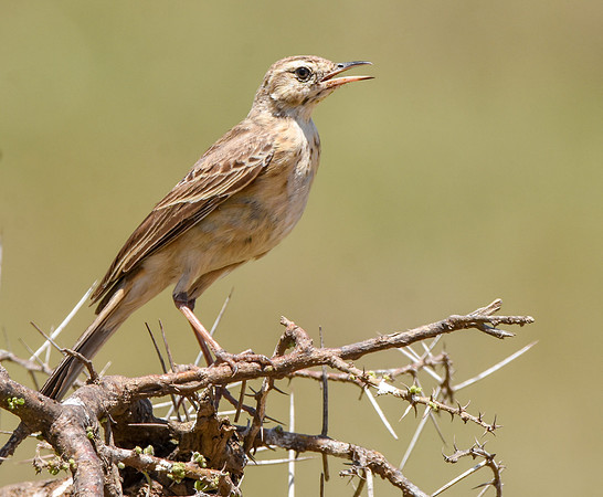African Pipit
