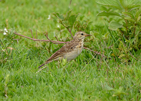 African Pipit