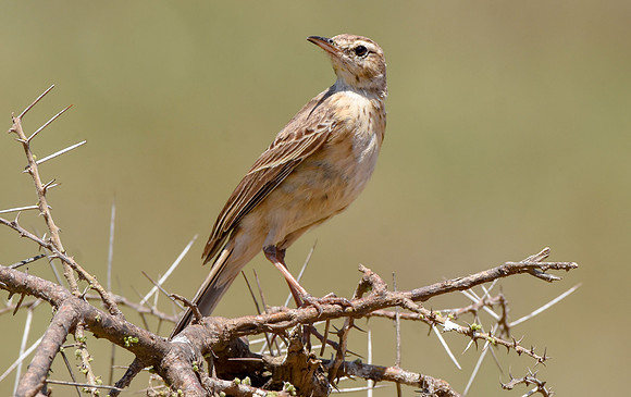 African Pipit