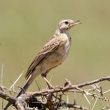 African Pipit