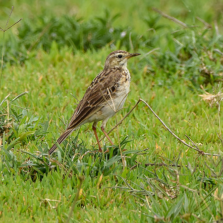 African Pipit