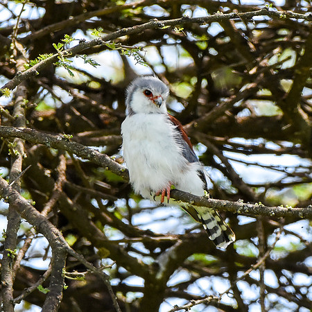 African pygmy falcon