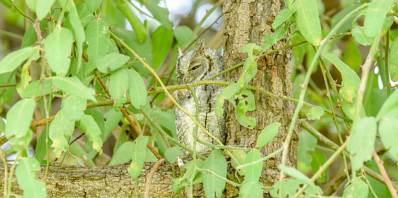 African Scops Owl
