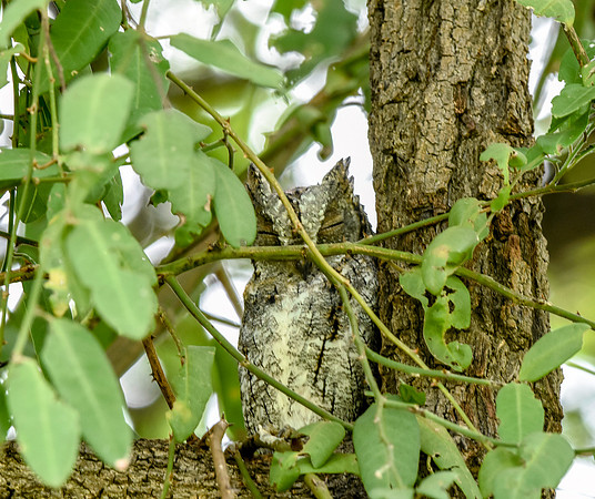 African Scops Owl