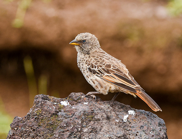 Arrow marked babbler