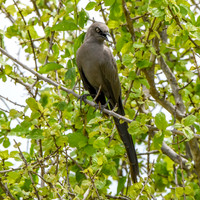 Ashy Starling