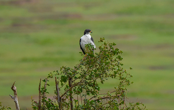 Augur buzzard light morph