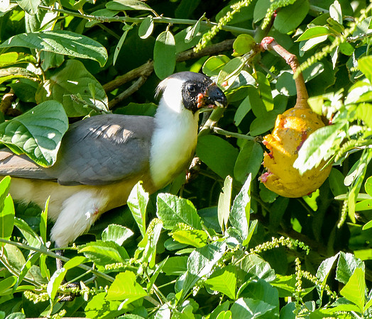 Bare faced go away bird