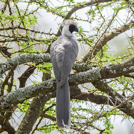 Bare faced go away bird