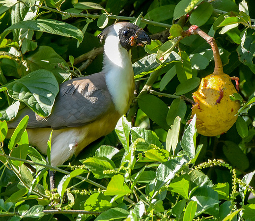 Bare faced go away bird