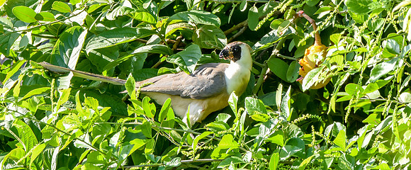 Bare faced go away bird