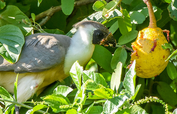 Bare faced go away bird