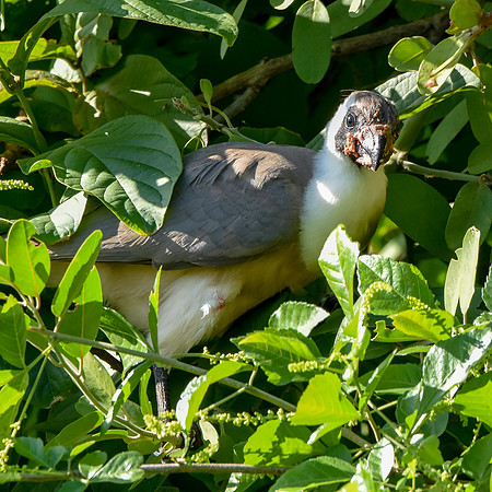 Bare faced go away bird