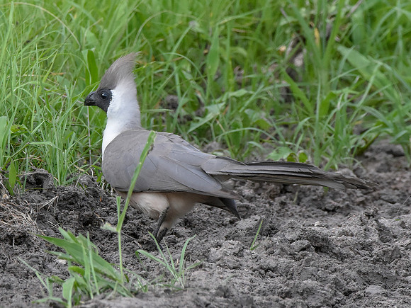 Bare faced go away bird