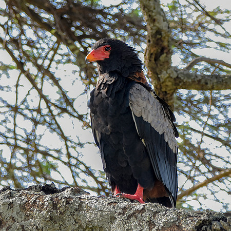 Bataleur eagle